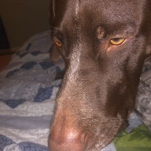 Meet your Posher, Hogger